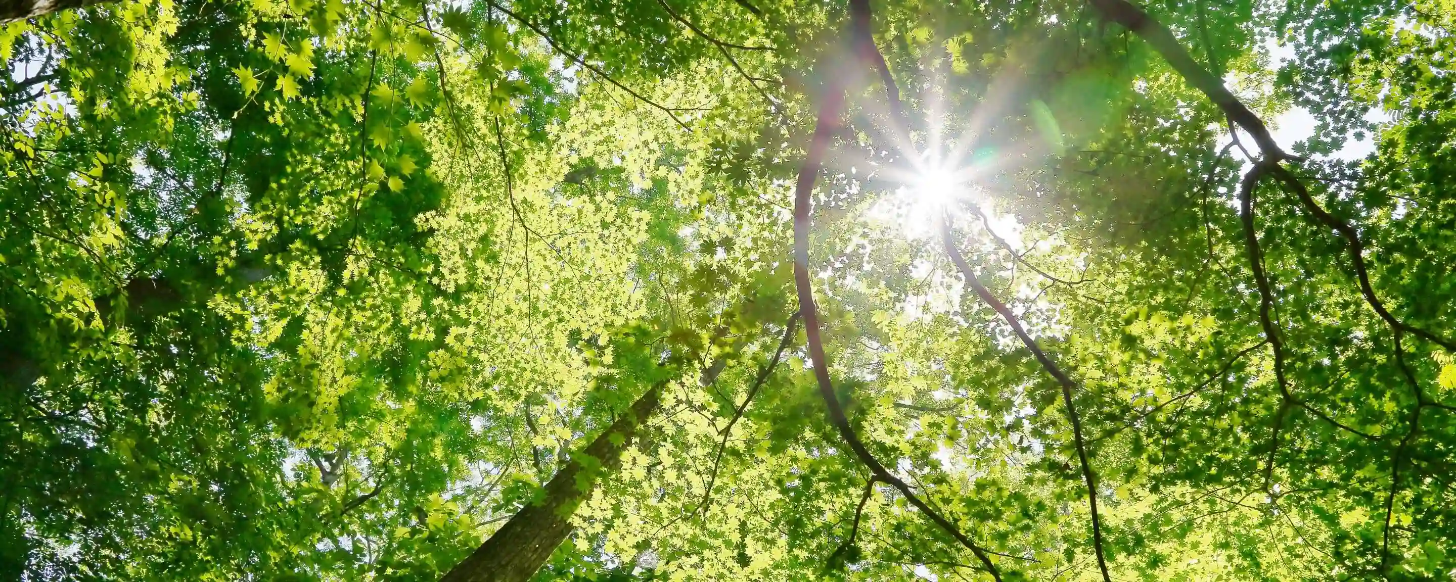 green forest